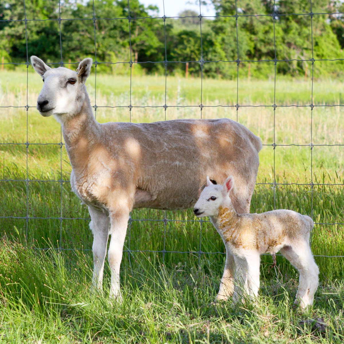 Official_61103_Ovine Fertility Traits_Photo.png