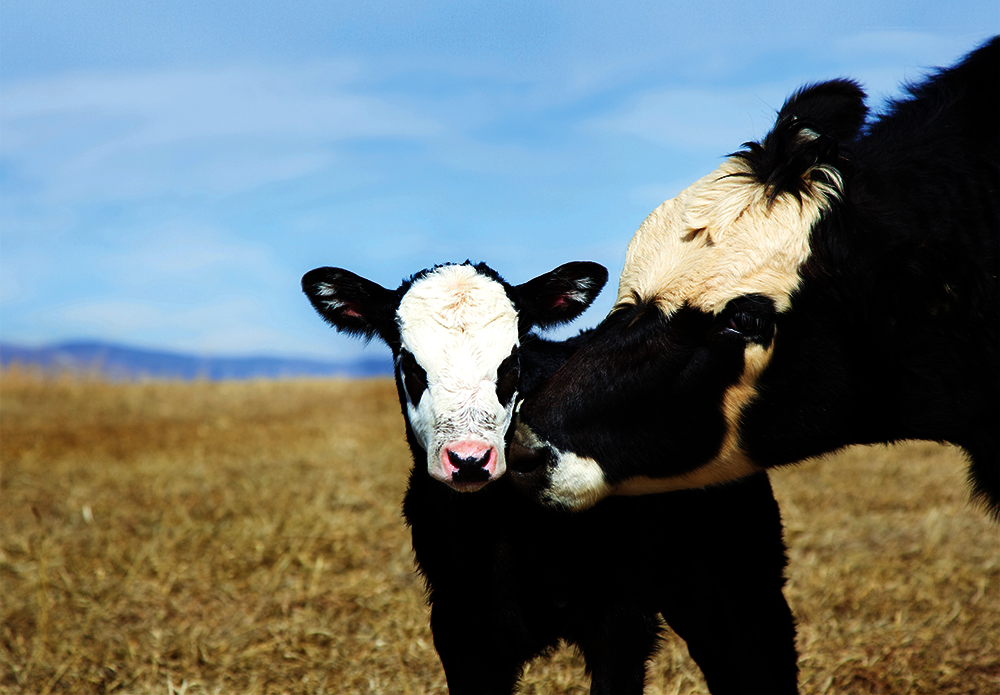 Official_39_Igenity-Envigor-Cow-and-Calf_Kit-Photo.png