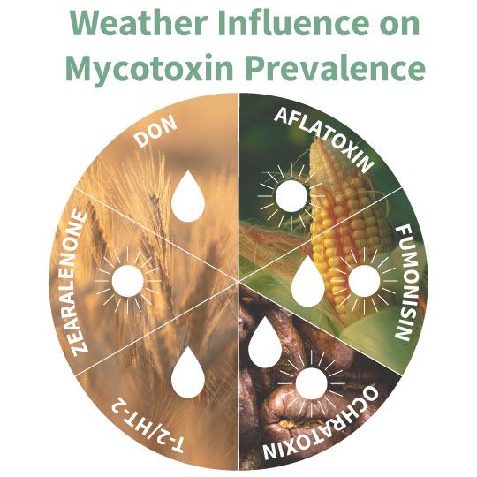 MarCom_Mycotoxin-Weather-influence-inforgraphic_540x540_EN-EU.jpg