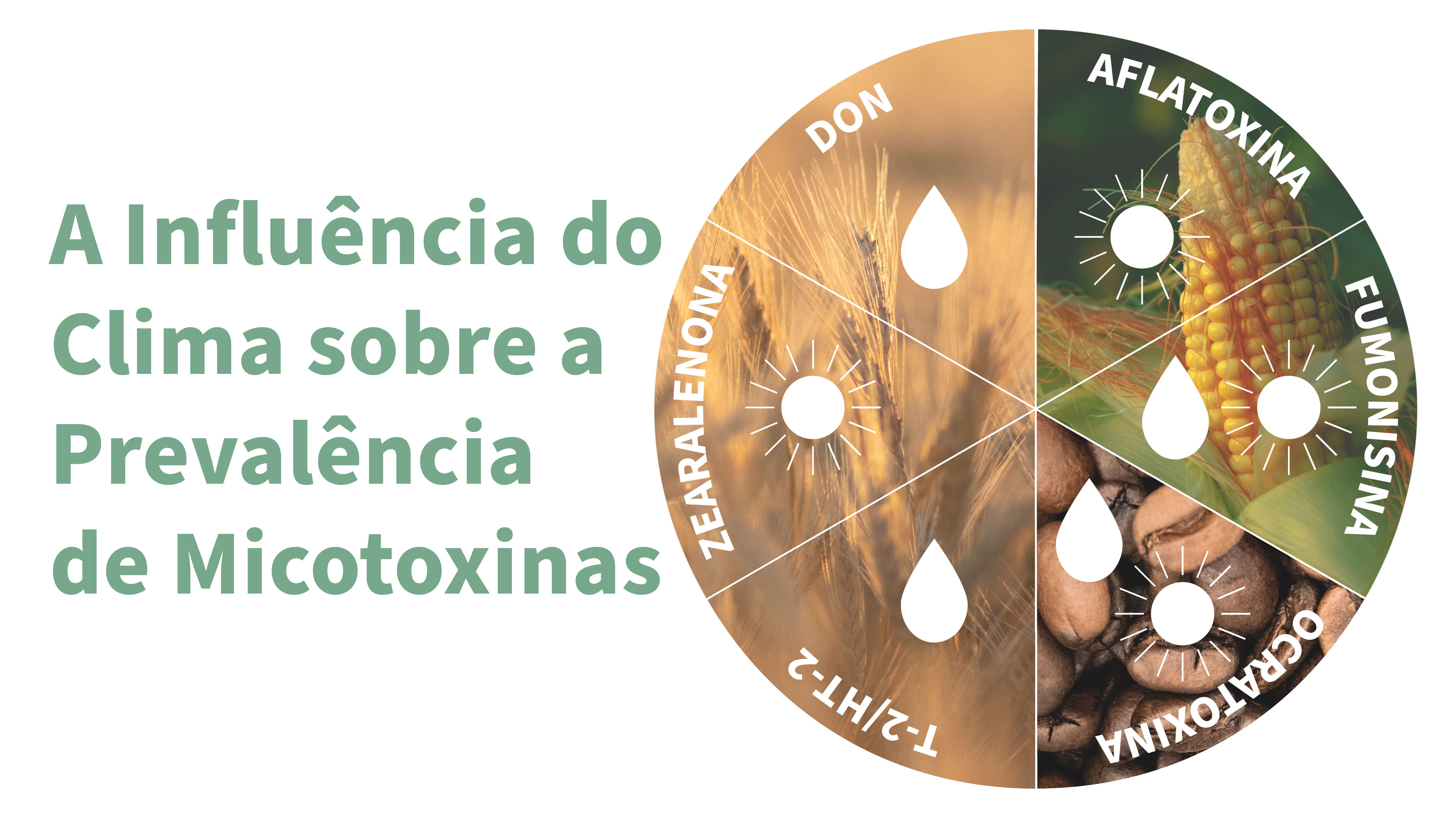 MarCom_Mycotoxin-Weather-influence-inforgraphic_pt.jpg
