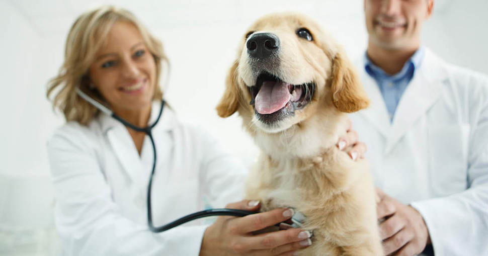 Veterinarian with Dog