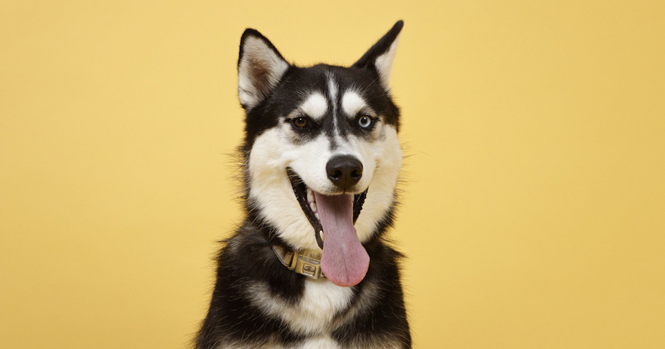 Husky Dog
