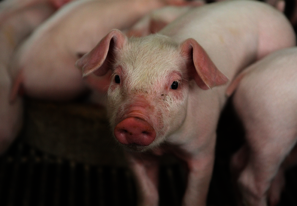 Official_23_GGP-Porcine-50K-Yorkshire-Pig-1_kit-photo.png