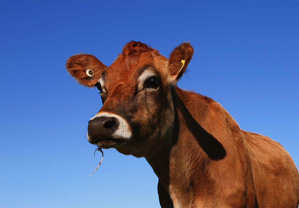 Official_287_Igenity-Milk-Proteins_Jersey-Cow_Kit-Photo.png