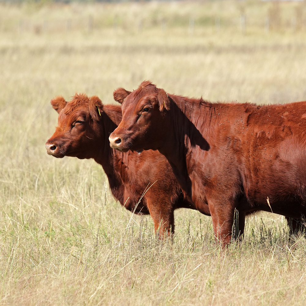 Official_20007_Livestock-Genetic-Traits-Conditions-Red-Angus_1000x1000_Kit-Photo.png
