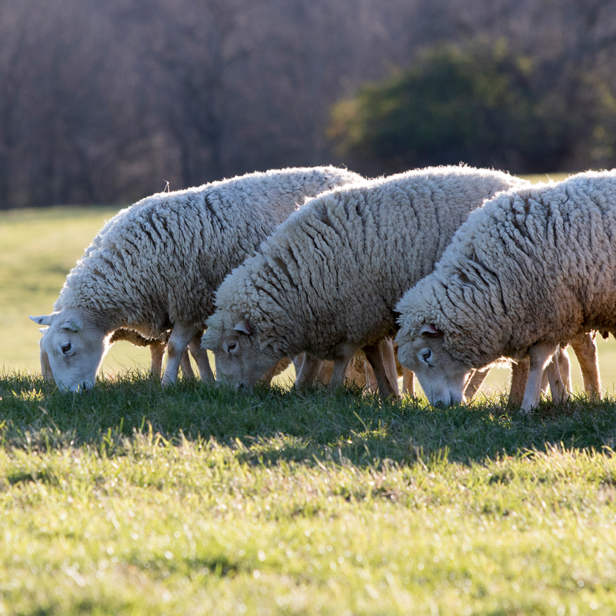 Official_61102_Ovine Meat Traits_Photo.png