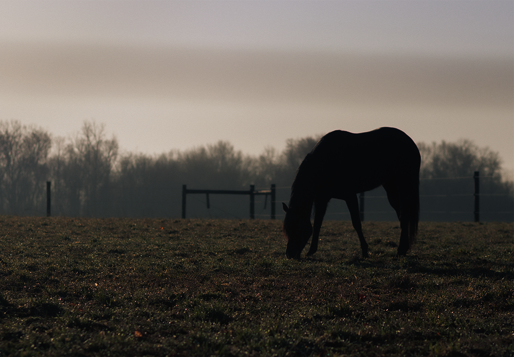 Official_454_GGP-Equine-Horse_Kit-Photo.png
