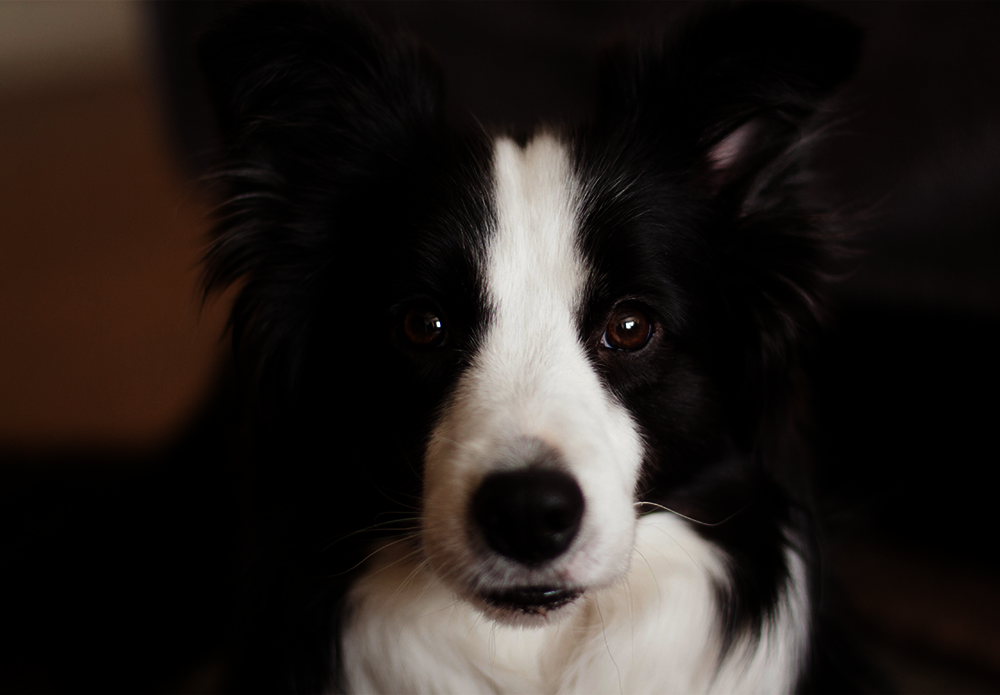 Official_459_Canine-SNP-Parentage_Kit-Photo.png